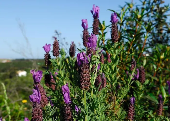Dom wakacyjny In Der Und Nah Am Meer: Casa Sul